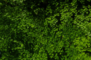 Tropical leaf background with vivid, high contrast greens