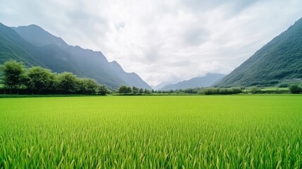 Fototapeta premium Lush green rice paddy, mountains in the distance