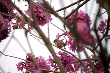 Eurasian tree sparrow (Passer montanus) in rosy trumpet tree (Tabebuia rosea) blooming in Hong Kong...