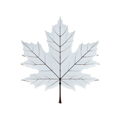 Fototapeta premium Maple leaf with jagged edges