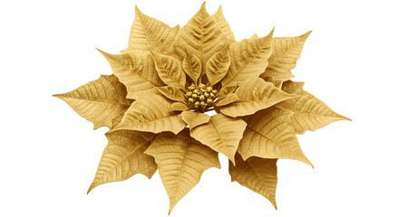 Fototapeta premium Golden poinsettia on a white field