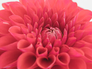 赤色のダリアの花のアップ01