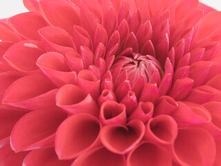 赤色のダリアの花のアップ02