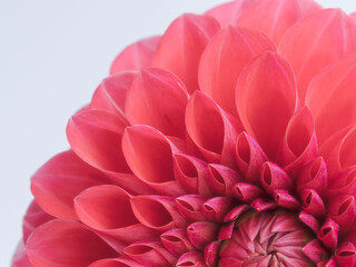 赤色のダリアの花のアップ08