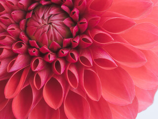 赤色のダリアの花のアップ09