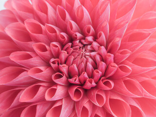 赤色のダリアの花のアップ10