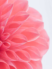 赤色のダリアの花のアップ12