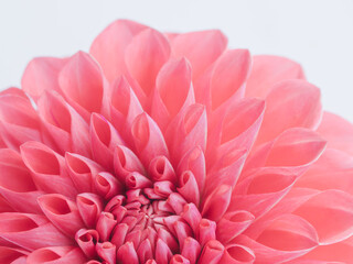 赤色のダリアの花のアップ13