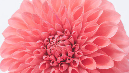 赤色のダリアの花のアップ20