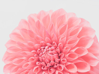 赤色のダリアの花のアップ19