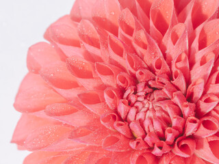 水滴がついた赤色のダリアの花のアップ33