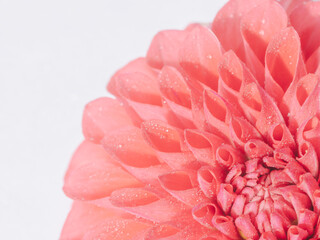 水滴がついた赤色のダリアの花のアップ34