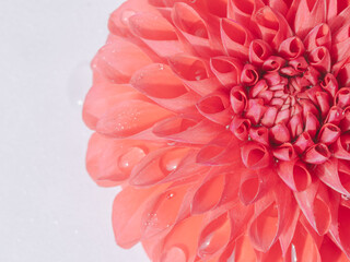 水滴がついた赤色のダリアの花のアップ36