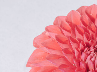 水滴がついた赤色のダリアの花のアップ40