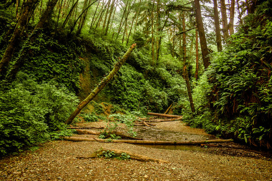 Fern Canyon, Redwoods National Park, California