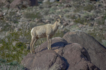 Bighorn Sheep at Borrego Pass, Anza Borrego Desert State Park, California