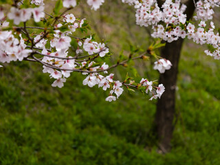 cherry tree flowers