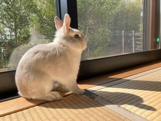 ペットのうさぎがひなたぼっこ