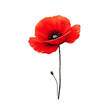 recommend clip art: red poppy flower vector illustration with outline