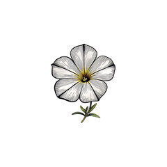 Obraz premium petunia flower elegant single bloom