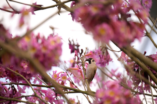Eurasian Tree Sparrow (Passer montanus) perched amid vibrant pink trumpet blossoms of Tabebuia rosea in Hong Kong. Small brown passerine with black bib framed by lush magenta flowers in soft bokeh.