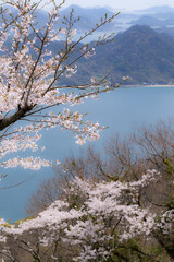 Cherry Blossoms of the Seto Inland Sea