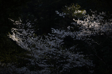 Cherry blossoms floating in pitch black