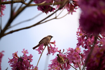 Eurasian tree sparrow (Passer montanus) in rosy trumpet tree (Tabebuia rosea) blooming in Hong Kong at spring