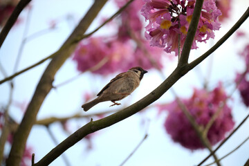 Eurasian tree sparrow (Passer montanus) in rosy trumpet tree (Tabebuia rosea) blooming in Hong Kong at spring