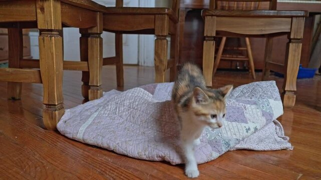 Calico kitten explores quilt and walks off gracefully indoors