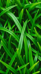Fototapeta premium Green juicy grass, Close-up