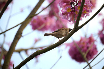 Eurasian tree sparrow (Passer montanus) in rosy trumpet tree (Tabebuia rosea) blooming in Hong Kong at spring