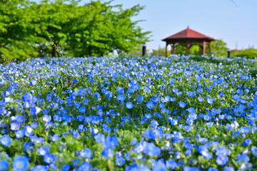 綺麗に咲いたネモフィラ