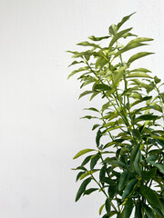 Green plant branch reaching for sunlight against a bright white wall
