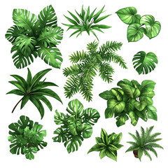 Lush foliage greenery tropical plants top down view isolated on transparent  background png