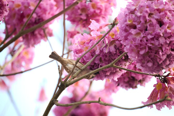 Eurasian tree sparrow (Passer montanus) in rosy trumpet tree (Tabebuia rosea) blooming in Hong Kong...