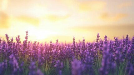 Naklejka premium Purple flowers sunset field idyllic nature scene.