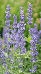 Naklejka premium Purple flower stalks, green foliage, blurred background.