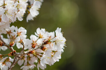 3月末に開花した桜06