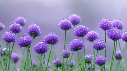 Obraz premium Dew-covered purple flowers, soft background.