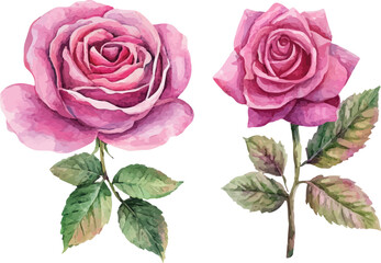 Fototapeta premium Watercolor Pink Rose Flower Art Clipart