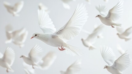White dove soaring gracefully on a white background