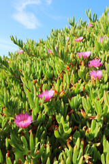 Low-growing coastal plants with bright green leaves and soft pink flowers thrive along a Northern...