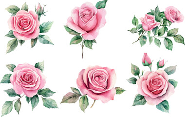 Watercolor Pink Rose – Romantic Bloom Design