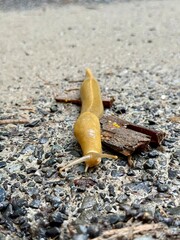 A yellow banana slug crossing the road. 