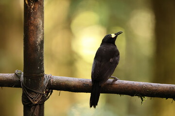 The long-tailed paradigalla (Paradigalla carunculata) is a black bird-of-paradise with long and...