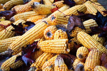 Yellow corn on the cob in a pile with wet leaves