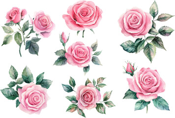Fototapeta premium Botanical Watercolor Pink Rose