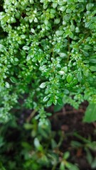 A close-up of a Pilea microphylla plant growing on a rocky surface, with some rocks visible in the foreground
