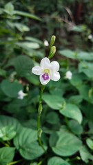 white flowers with beautiful purple patterns.